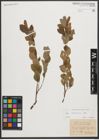 Foto von Salix starkeana Willd.